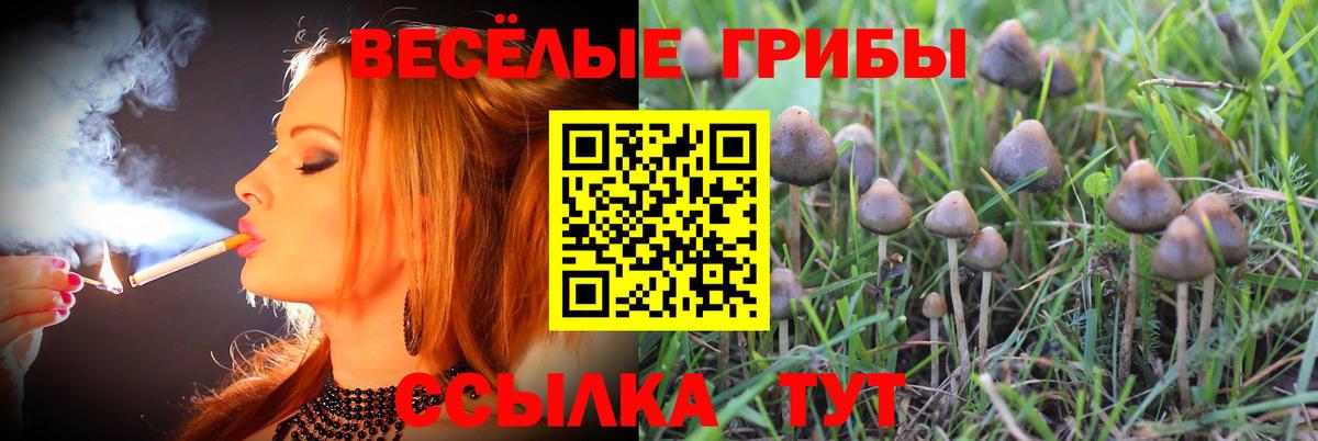 Галлюциногенные грибы мухоморы Тимашёвск